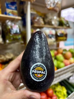 Palta Hass